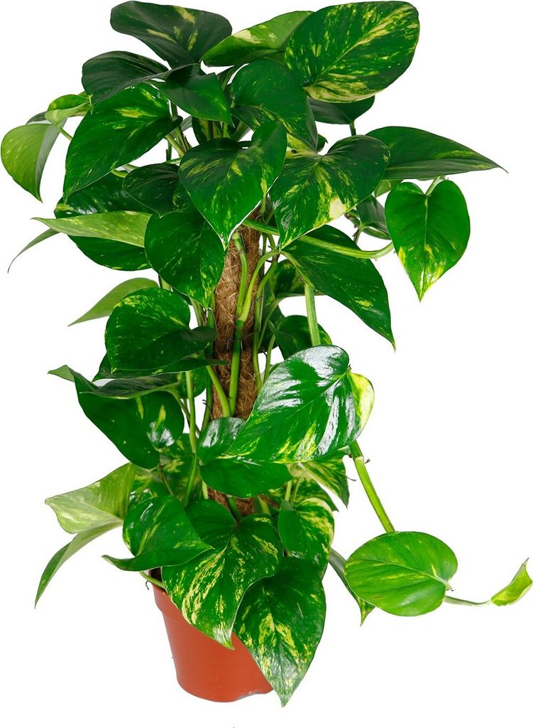 Scindapsus aureum am Moosstab, im 17cm Topf, Efeutute, Höhe Produktbild 