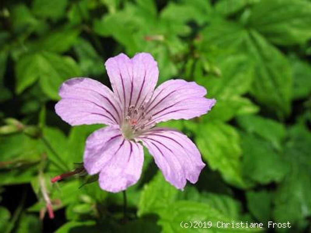 3 x Knotiger Bergwald-Storchschnabel, Geranium nodosum - Tb 9