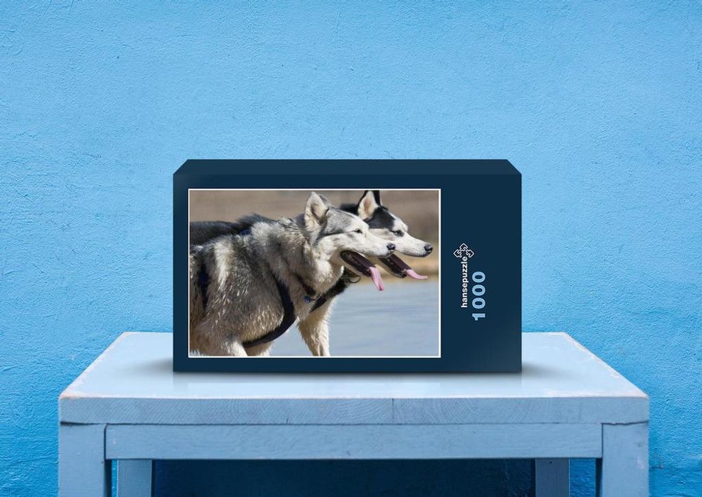 hansepuzzle 29686 - Husky Puzzle, 1000 Teile, Tierwelt, 60,0 x 46,0cm mit hochwertiger Aufbewahrung, Kartonbox und wiederverschließbarem Beutel