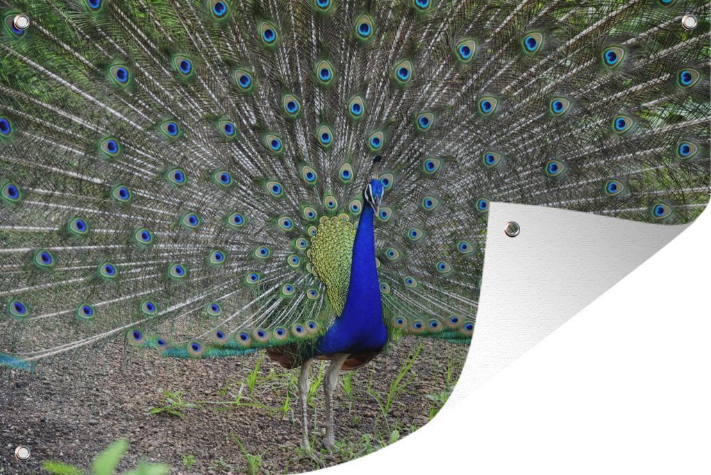 MuchoWow 90x60 cm Outdoor-Poster Gartendeko Sichtschutz Garten Poster für den Garten Pfau - Schnabel - Grün