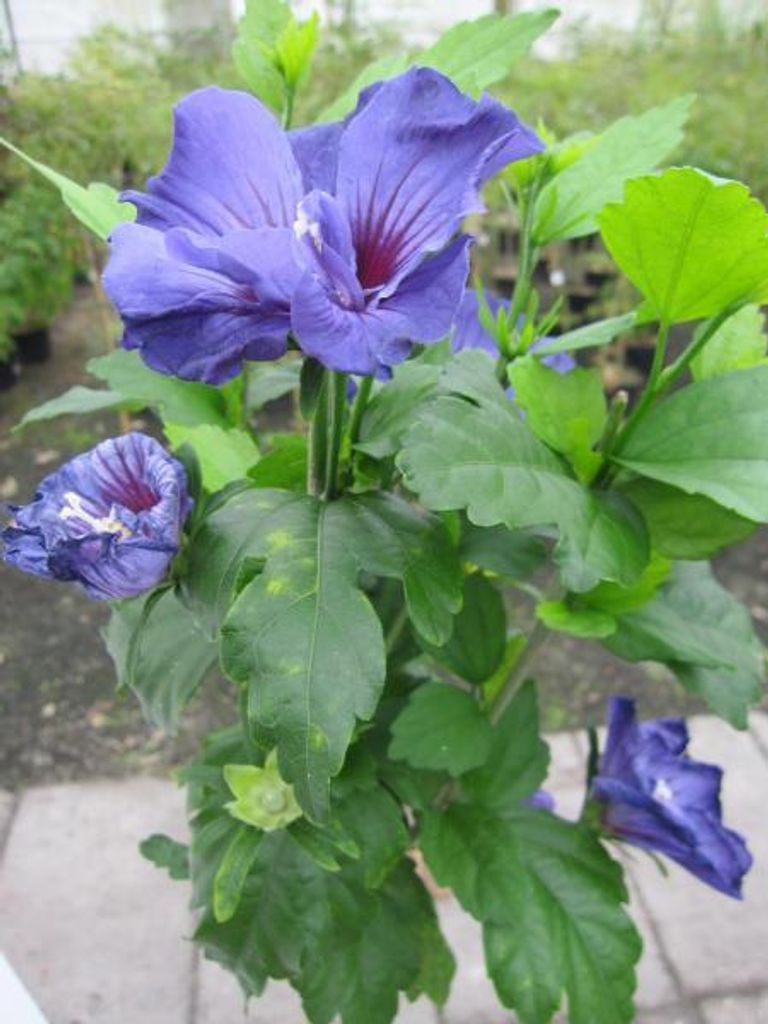 Hochstamm Garten-Eibisch Ultramarine - Hibiscus syriacus - Produktbild 