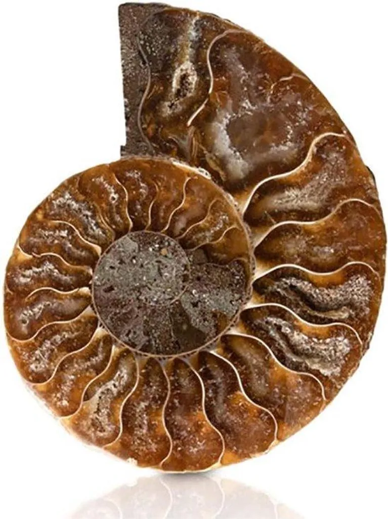 Fossile Ammonite avec Spirales Détailées et Support Style Vintage