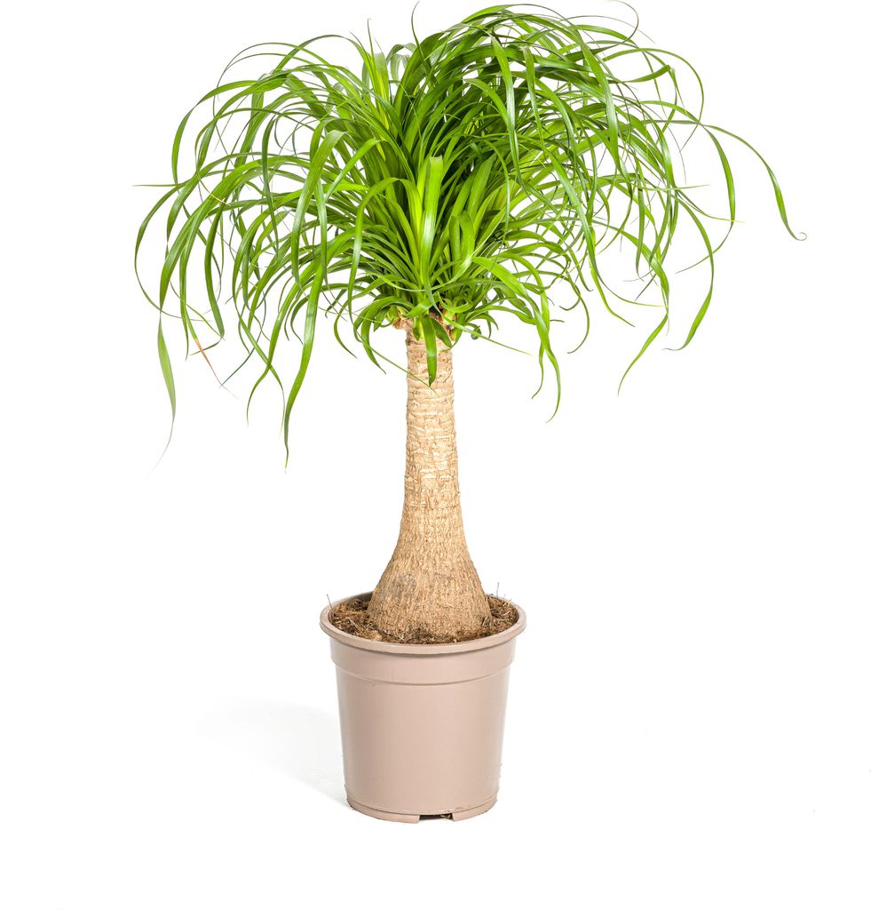 Elefantenfuß Stamm Ø21cm - ↕60 - 80cm Produktbild 
