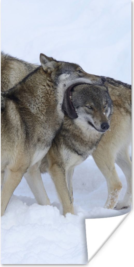 MuchoWow Poster Wolf - Europa - Schnee 75x150 cm - Dekoration für die Wände