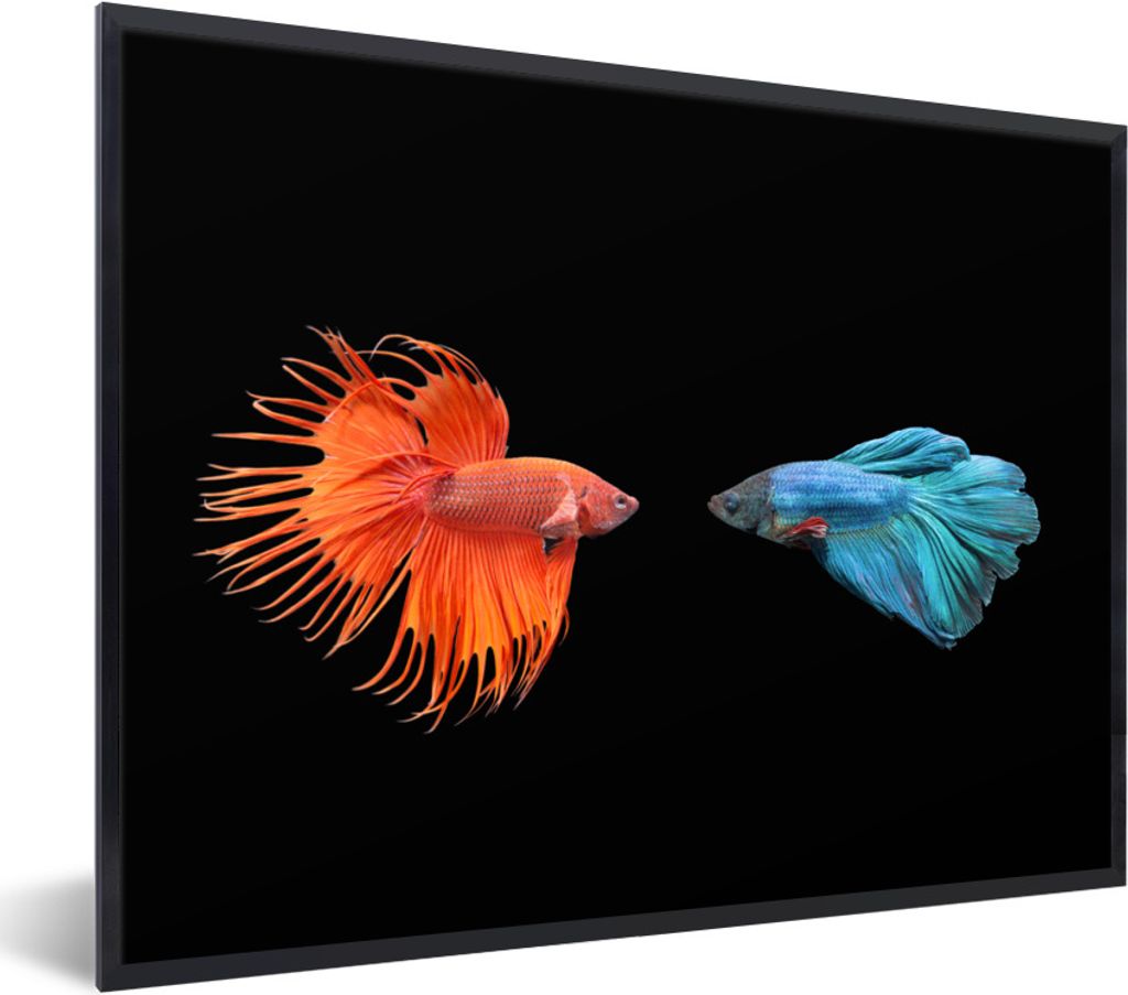 MuchoWow Gerahmtes Poster Fische - Wilde Tiere - Schwarz 80x60 cm - Poster mit Schwarzem Bilderrahmen Wandposter Rahmen Foto Bilder - Schwarzem -...