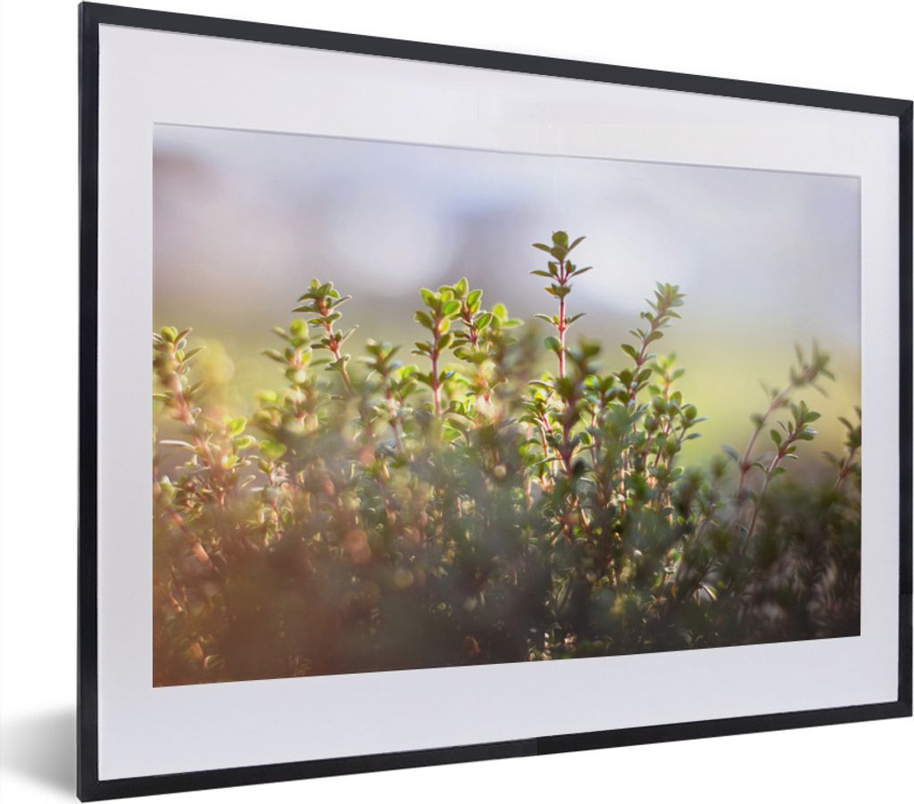 MuchoWow MuchoWow Gerahmtes Poster Wintersonnenlicht beleuchtet Thymianpflanzen in der Natur 40x30 cm - Poster mit zchwarzem Bilderrahmen - Bil...