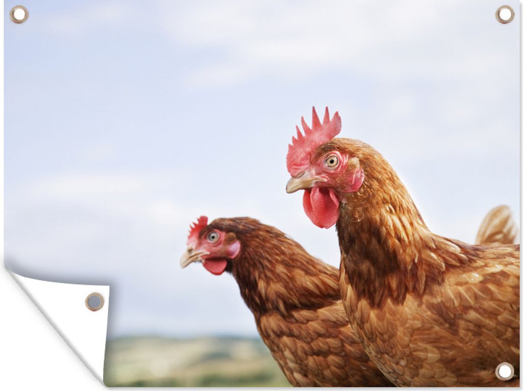 MuchoWow 40x30 cm Outdoor-Poster Gartendeko Sichtschutz Garten Poster für den Garten Nahaufnahme von zwei Hühnern