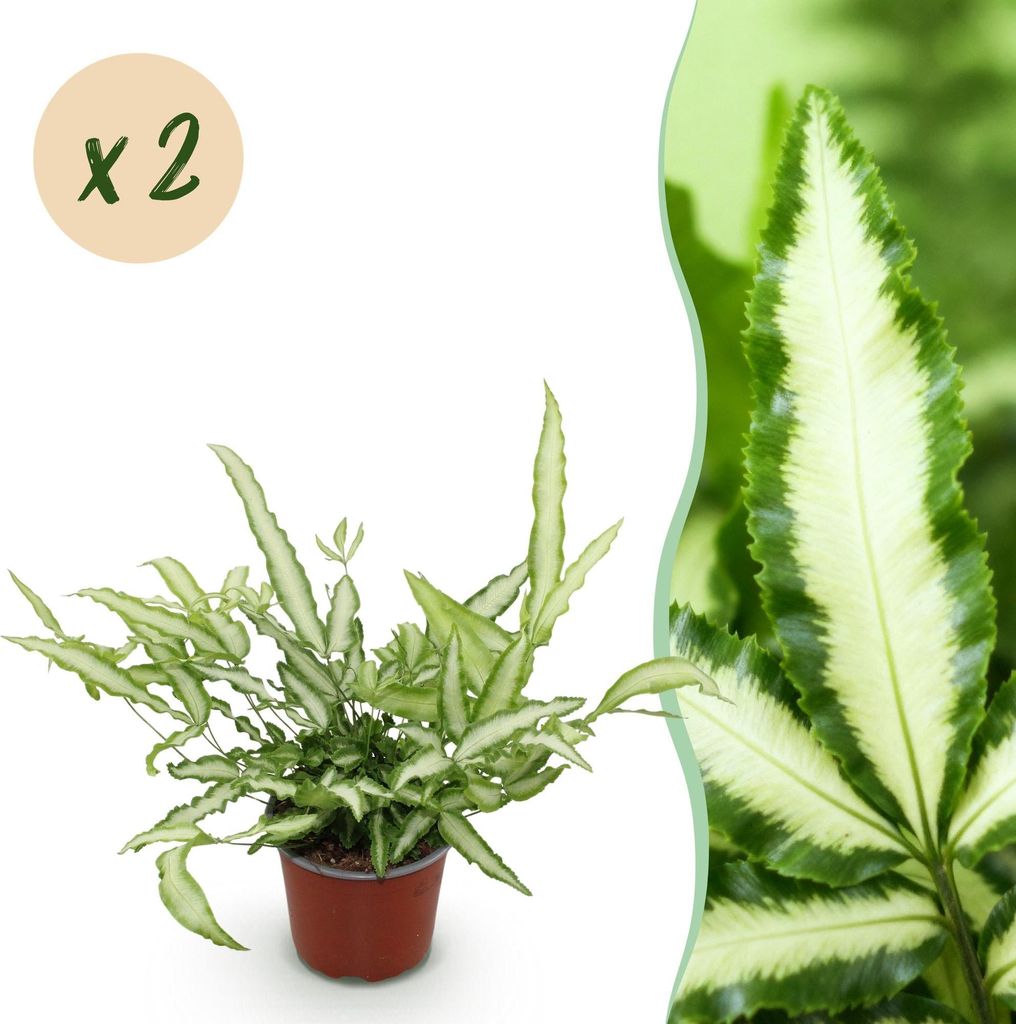 Green boutiQ - Zimmerpflanze - Pteris cretica Albolineata - Streifenfarn - Haustierfreundlich - Bunt - 2 Pflanzen - Topf 12cm - Höhe 28-30cm