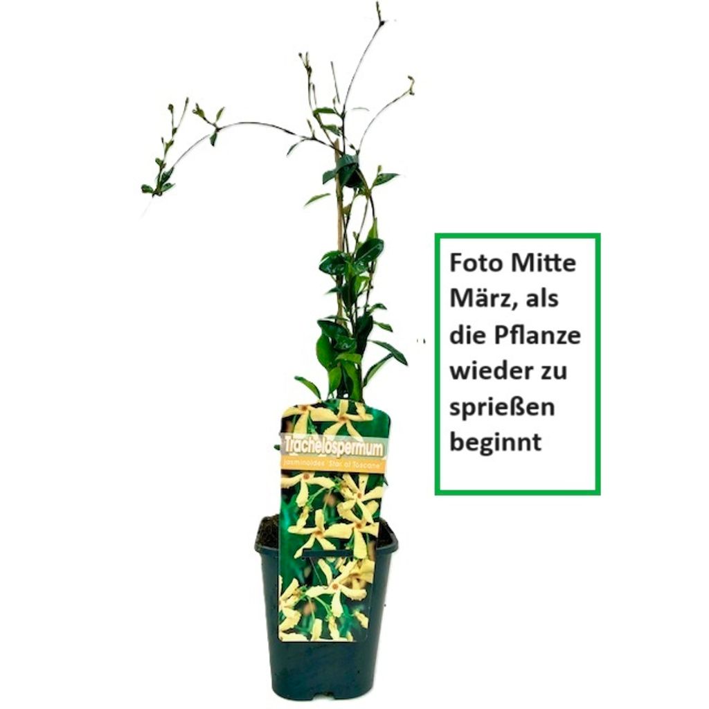 Sternjasmin Gelb - Toskanischer Sternjasmin - Kletterpflanzen winterhart - Immergrüner Duftjasmin - 1,5 Liter Topf - Winterharte Pflanzen - Jasmin