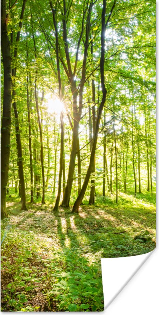MuchoWow Poster Natur - Bäume - Wald - Grün - Sonnenlicht 60x120 cm - Wandschmuck