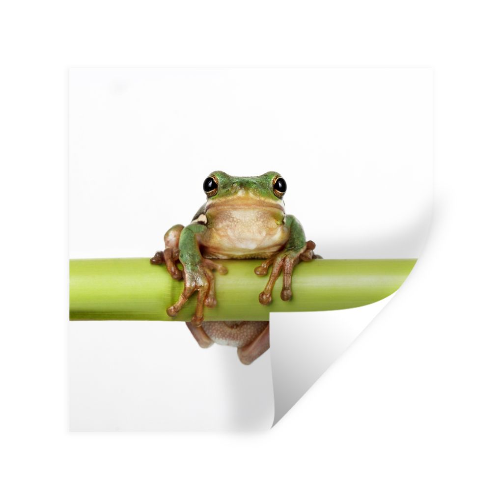 MuchoWow Wandtattoo Wandsticker Wandaufkleber Frosch - Bambus - Weiß 100x100 cm Selbstklebend und Repositionierbar - Wierderverwendbar - Selbstk...