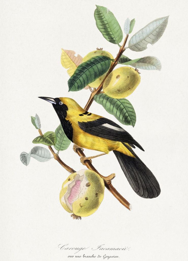Plakat 13x18cm Jacamar, Paul Gervais Vintage für das Wohnzimmer