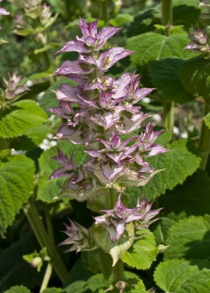 Muskatellersalbei (Salvia sclarea) Pflanzensamen, 30 Samen, Produktbild 