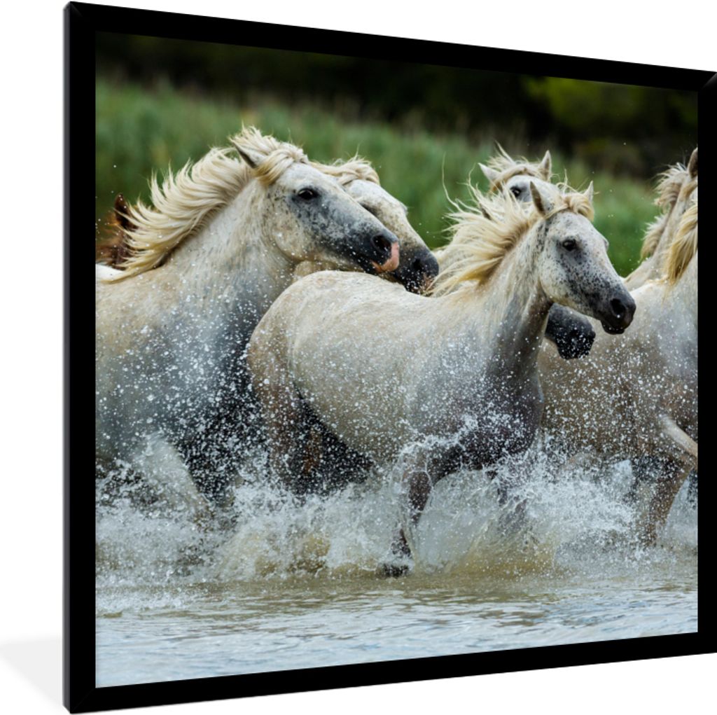 MuchoWow Gerahmtes Poster Pferde - Wasser - Natur 40x40 cm - Poster mit Schwarzem Bilderrahmen Wandposter Rahmen Foto Bilder - Mit Rahmen - Wandd...