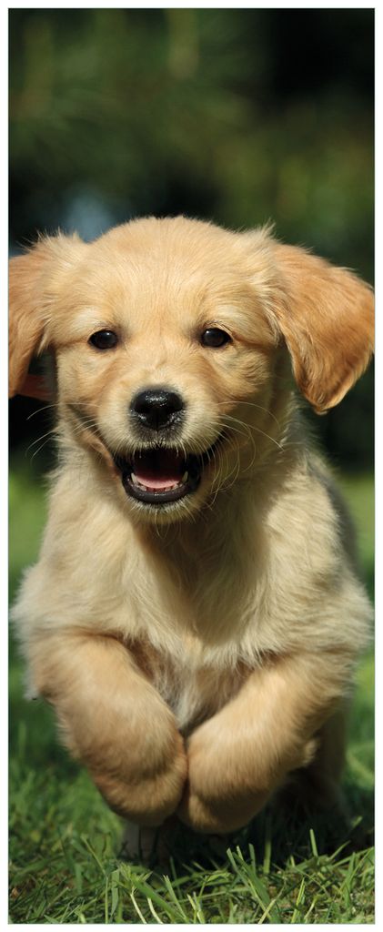 Wallario Premium Glasbild, freischwebende Optik, kräftige Farben, Größe 125 x 50 cm Motiv Süßer Hund - Golden Retriever