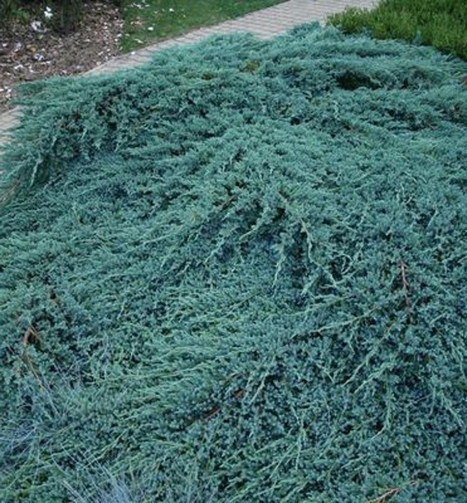 Kriechender Wacholder ́BLUE CARPET ́ 30-40 cm, Cont. 2 l