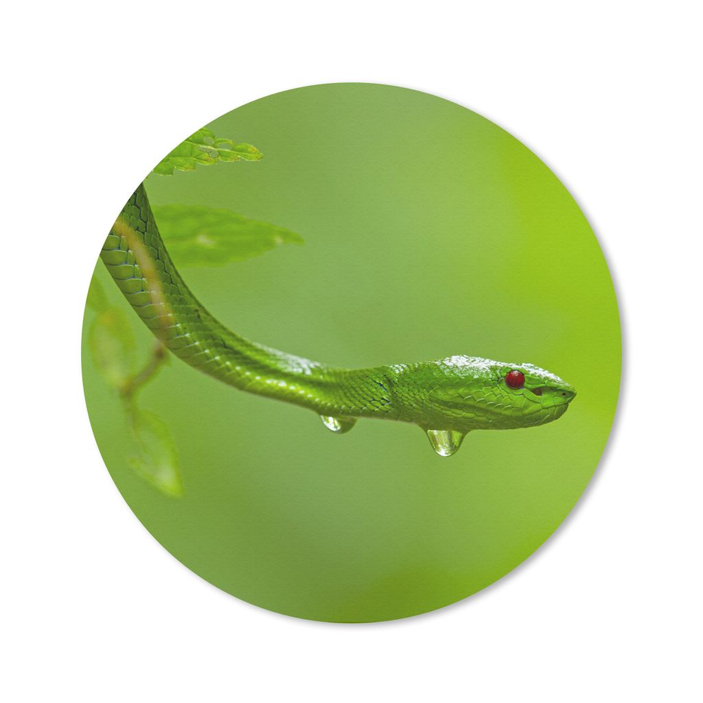 MuchoWow Mauspad Mousepad Grüne Schlange aus der Nähe 40x40 cm - Mousepads - Maus Mat - Pad - Mausunterlage - Schreibtisch Accessoires