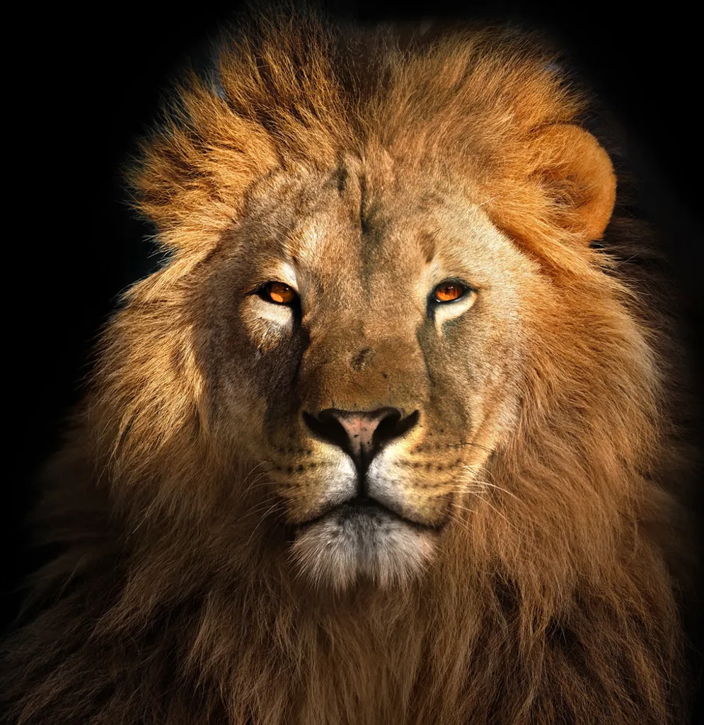 Décoration Murale Carrée 95x95 en Verre Acrylique Motif Lion Puissant