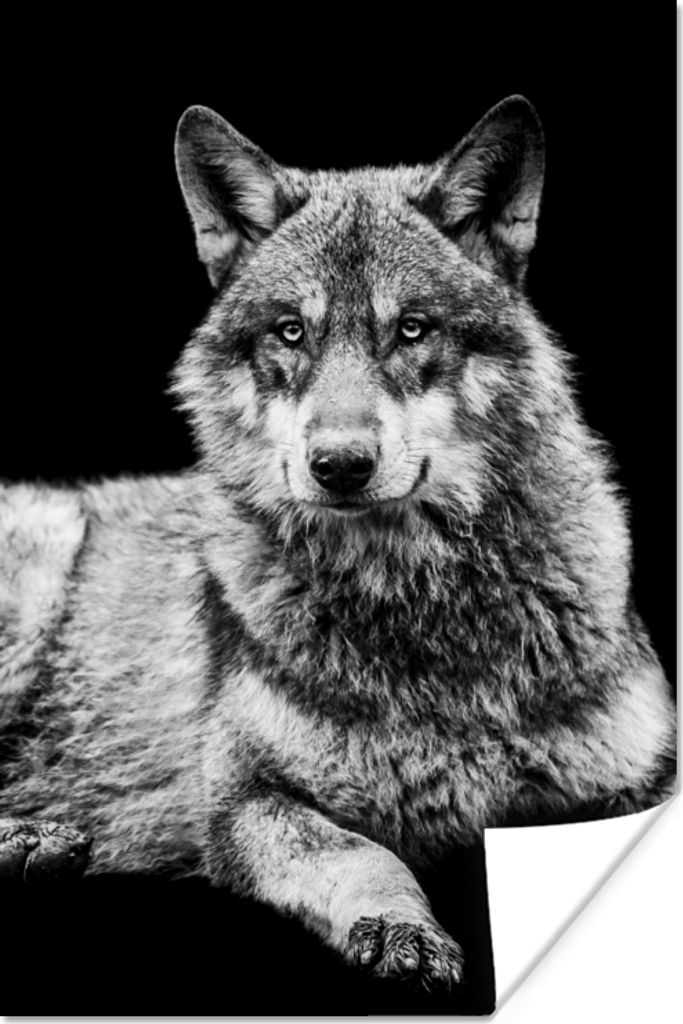 MuchoWow Poster Wildlife - Wolf - Schwarz - Weiß 120x180 cm - Kunstposter