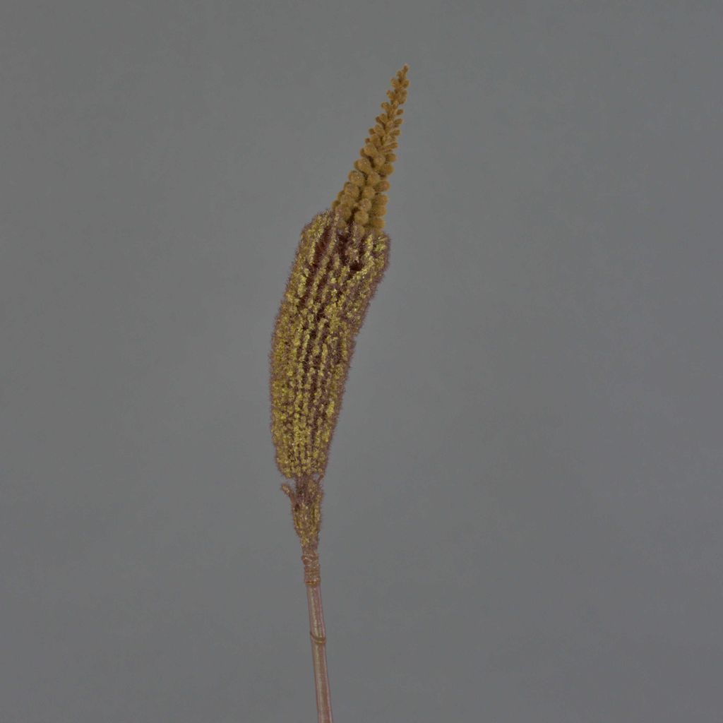 artplants.de Künstliche Blume Bulbinella TALUNA, Hellbraun, 65cm, Ø 6cm