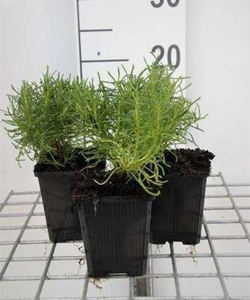 6 x Santolina rosmarinifolia (virens/viridis) - Heiligenkraut - Topf 9 x 9 cm