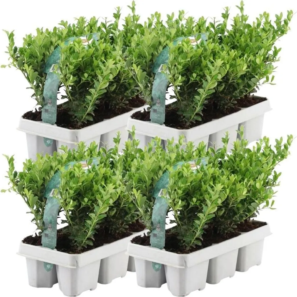 Ilex crenata Jenny 24 houx du Japon pour remplacer vos buis malades