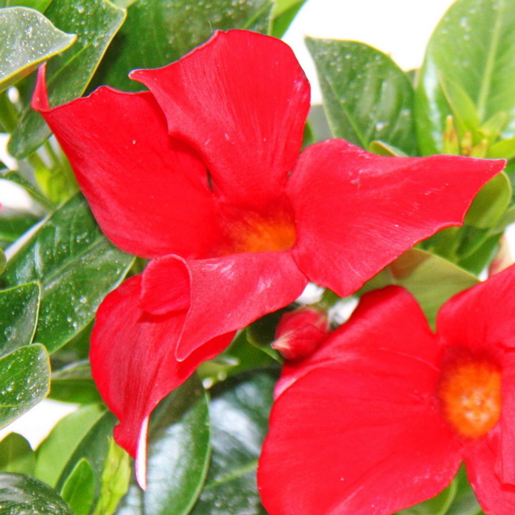 Dipladenia - jasmin chilijski - doniczka 10 cm - 1 roslina Zdjęcie produktu 