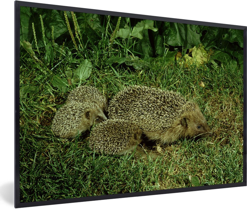 MuchoWow Gerahmtes Poster Igel mit drei Baby-Igeln 30x20 cm - Poster mit Schwarzem Bilderrahmen Wandposter Rahmen Foto Bilder - Kunstdruck - Bild...