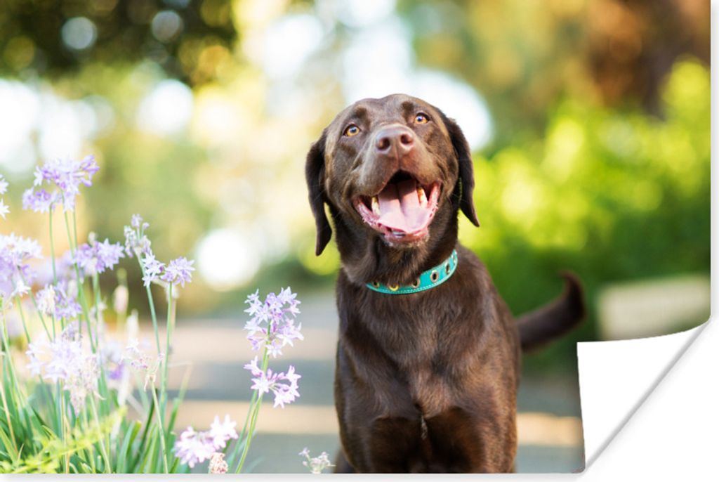 MuchoWow Poster Ein Labrador Retriever mit schönen Blumen 90x60 cm - Schlafzimmer