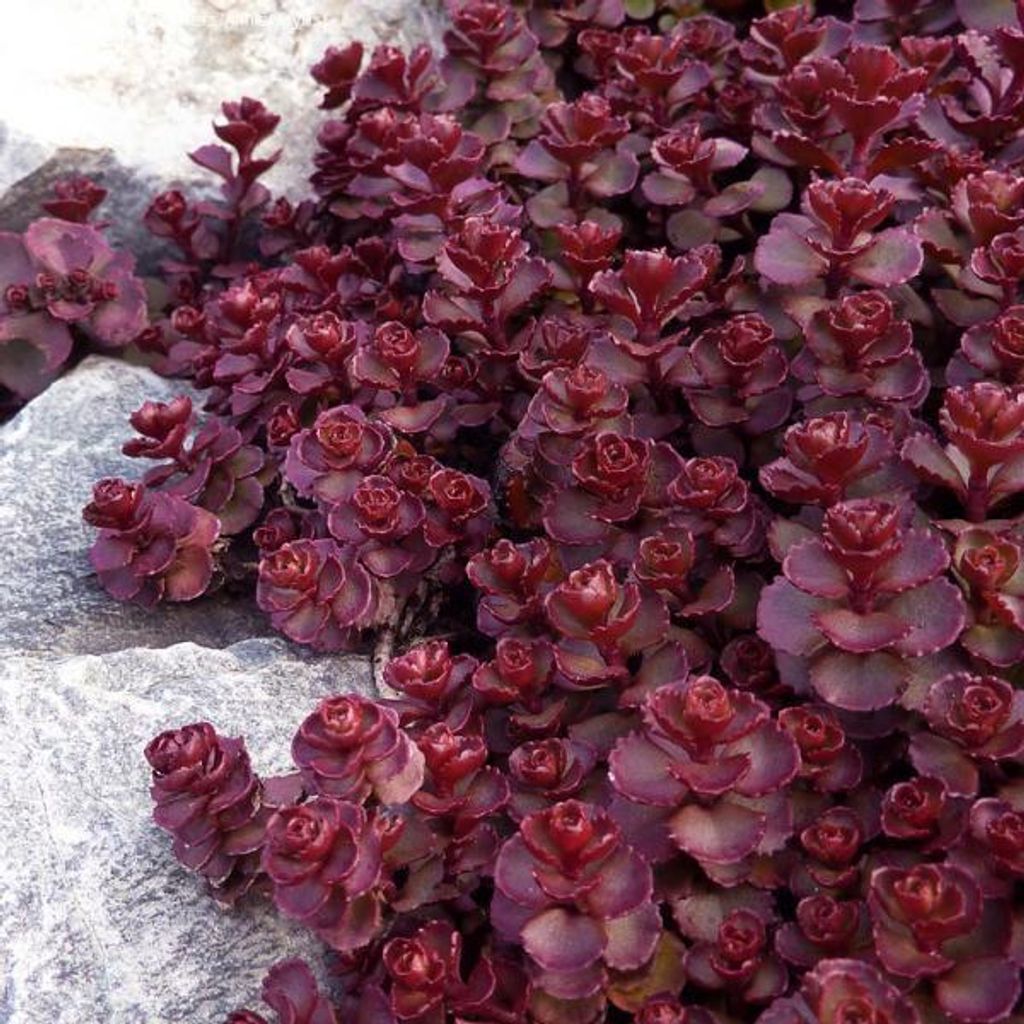 6 x Bodembedekker Sedum 'Voodoo' - Sedum spurium 'Voodoo' | Productafbeelding 