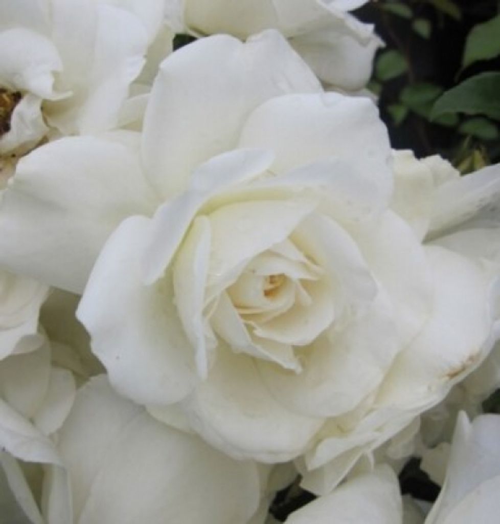 Rosa Schneewittchen syn. Iceberg und Fée de Neiges - Strauchrose - Kordes Rose