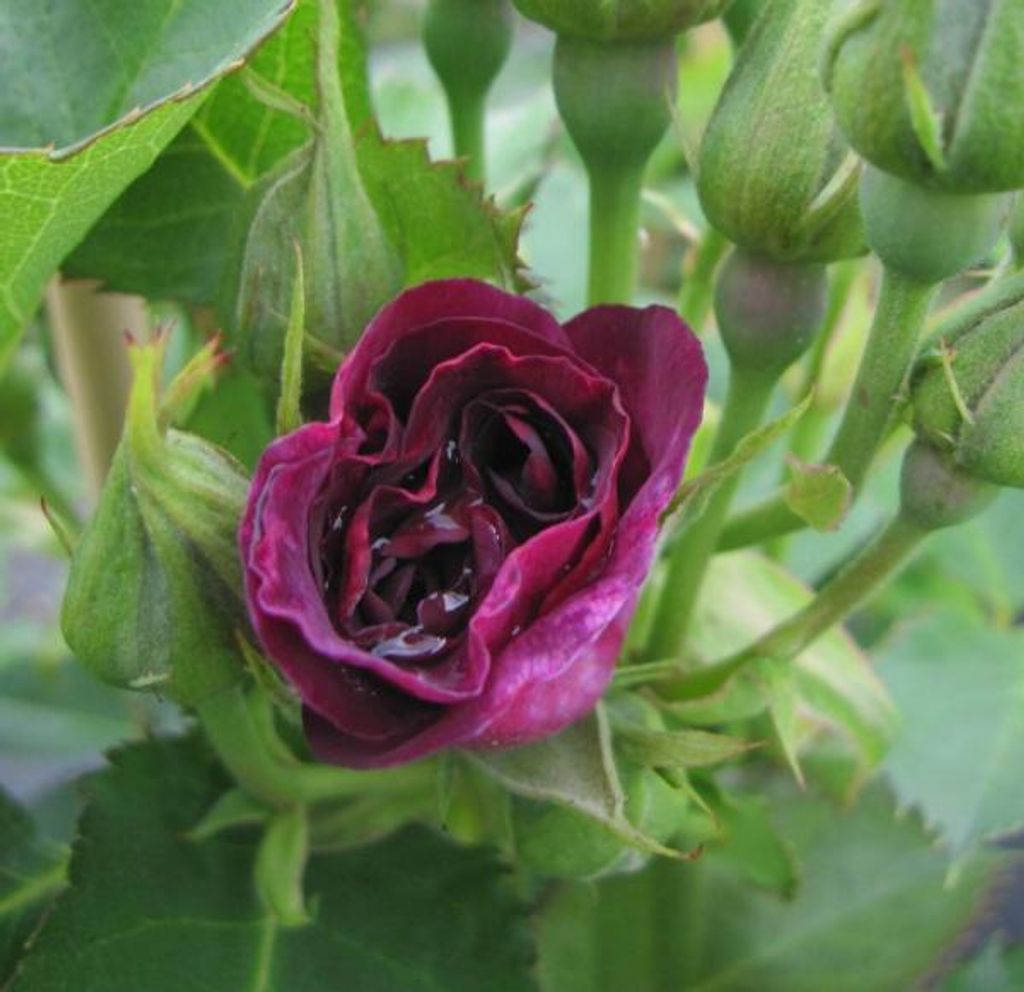 Kletterrose Bridge of Stars - Rosa Bridge of Stars - violett - Duft+ - Harkness-Rose