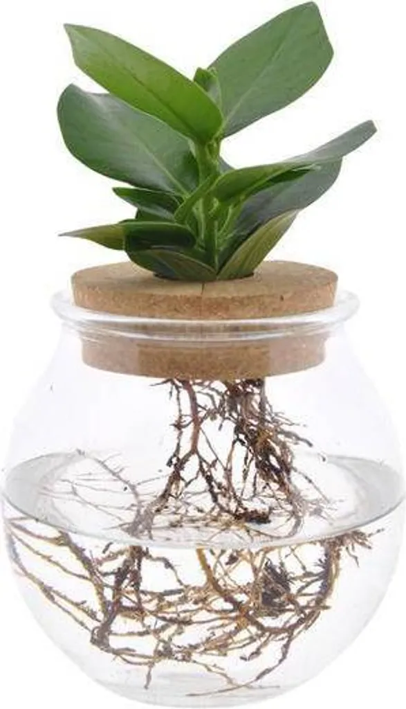 Clusia Idroponica Sfera Vetro 30cm | Decorazione Green Trendy