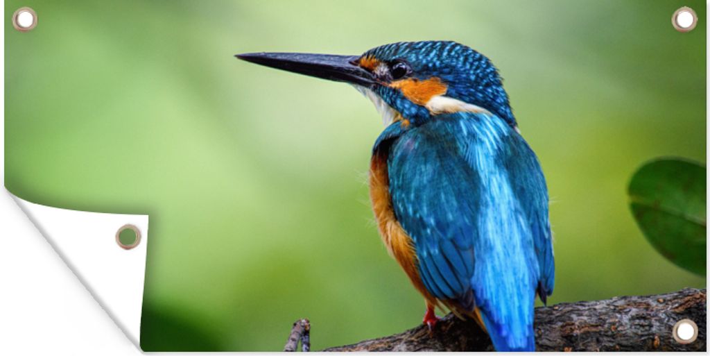MuchoWow 160x80 cm Outdoor-Poster Gartendeko Sichtschutz Garten Poster für den Garten Eisvogel - Zweig - Blau