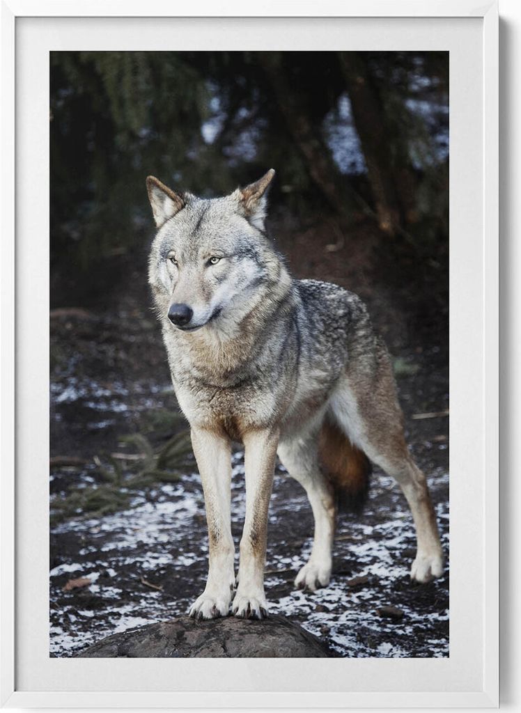 Wildtier Wolf im Wald– Wandbild mit Rahmen – Gerahmtes Bild – Wanddekoration – 70x100 cm – Weiß Rahmen