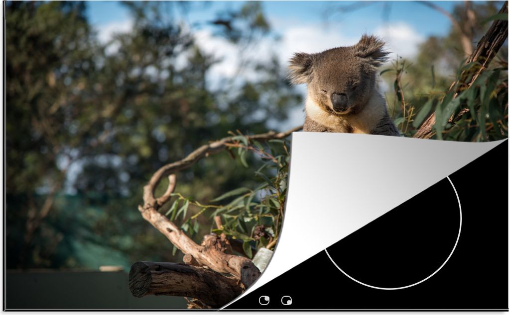 KitchenYeah Herdabdeckplatte Koala - Eukalyptus - Australien , 81x52cm, Küche Deko, Glaskeramikfeld Herdabdeckung, Abdeckplatte fùr Kochfeld