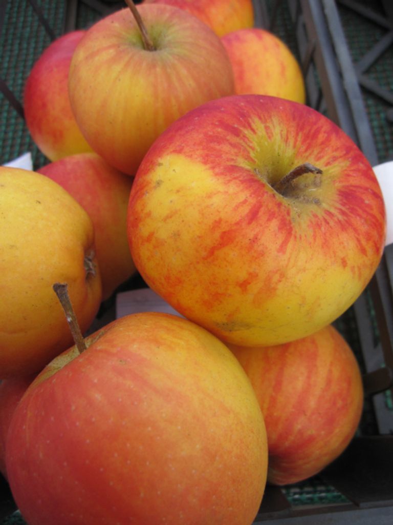 Malus Rubinola - Herbstapfel Rubinola