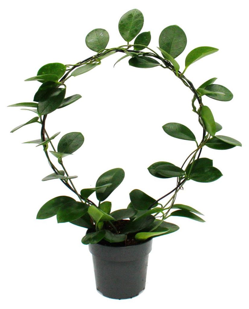 Hoya australis - fiore di porcellana - fiore di cera - Immagine del prodotto 