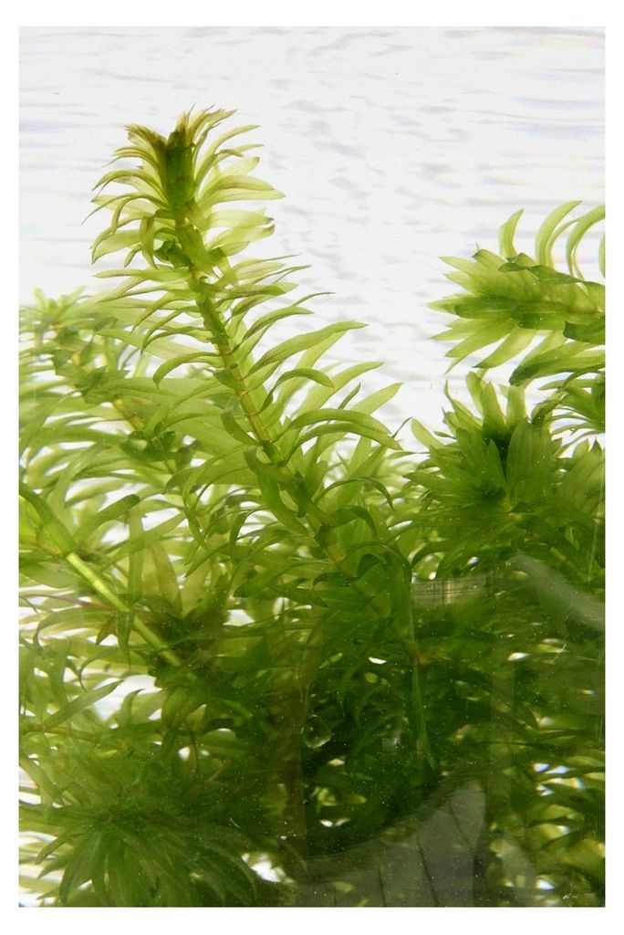 Wasserpest - Egeria densa - im PFLANZKORB! - Sauerstoffpflanze für den Teich - sofort einsetzbar - Klärpflanze! - winterhart - immergrün