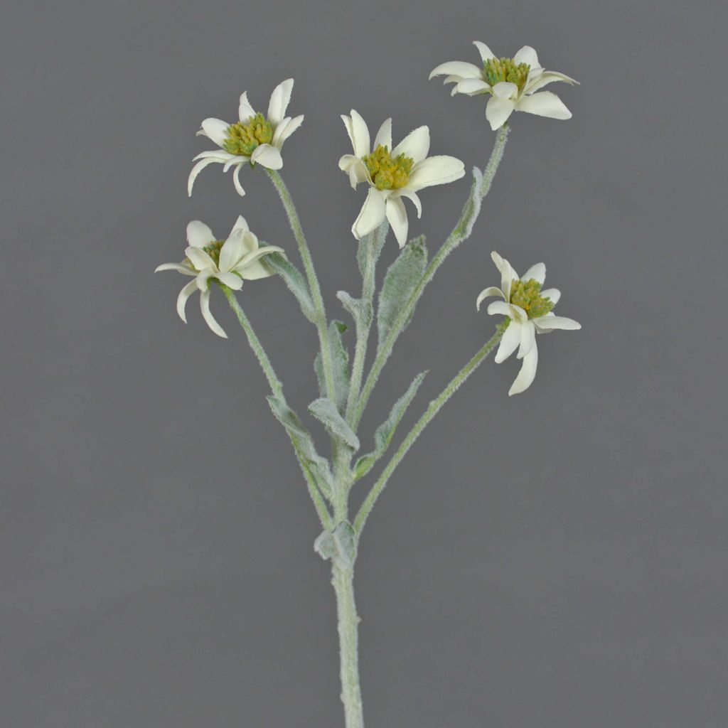 artplants.de Künstliches Alpen Edelweiß Sophia, 5 Blüten, weiß, 40cm - Kunstblume - Deko Blume