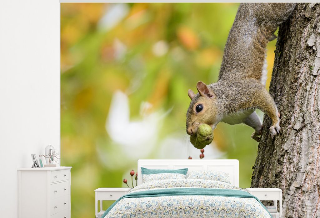 MuchoWow Fototapete für Wohnzimmer oder Schlafzimmer Wandtapete Vinyl Motivtapete Eichhörnchen - Beere - Baum - Herbst - 375x300 cm - Tapezierp...
