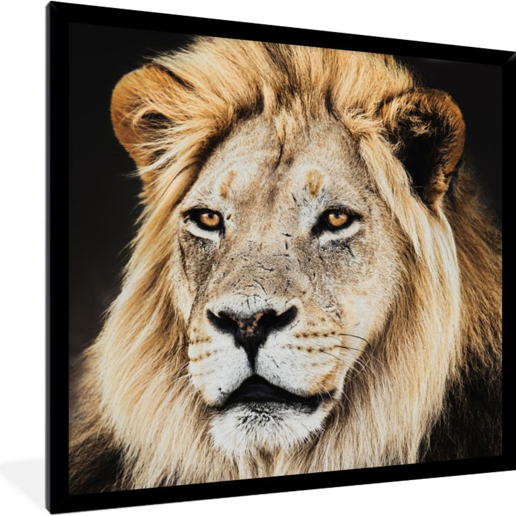 MuchoWow Gerahmtes Poster Löwen - Farben - Raubtier 40x40 cm - Poster mit Schwarzem Bilderrahmen Wandposter Rahmen Foto Bilder - Mit Rahmen - Wa...