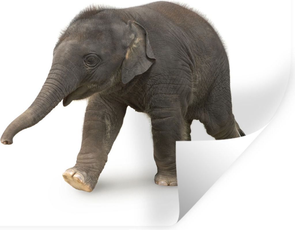 MuchoWow Wandtattoo Wandsticker Wandaufkleber Kleiner Elefant auf weißem Hintergrund 120x90 cm Selbstklebend und Repositionierbar - Aufkleber