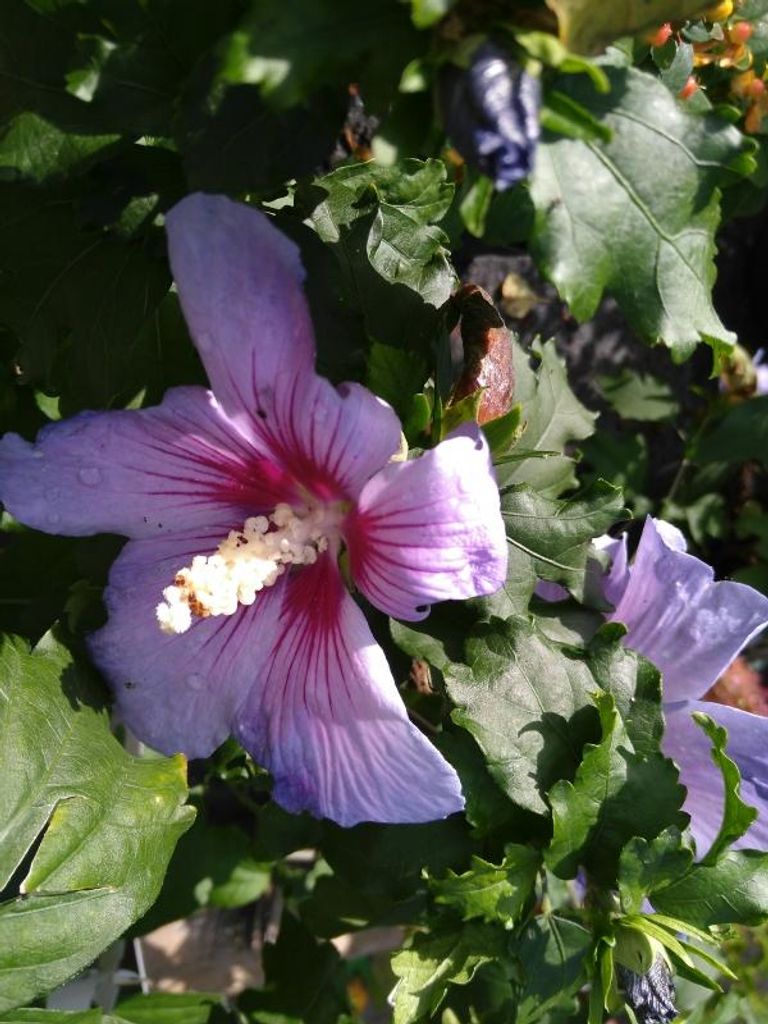 Winterharter Hibiskus Marina - blau, großblumig - 40-60 cm - Co. 4 L
