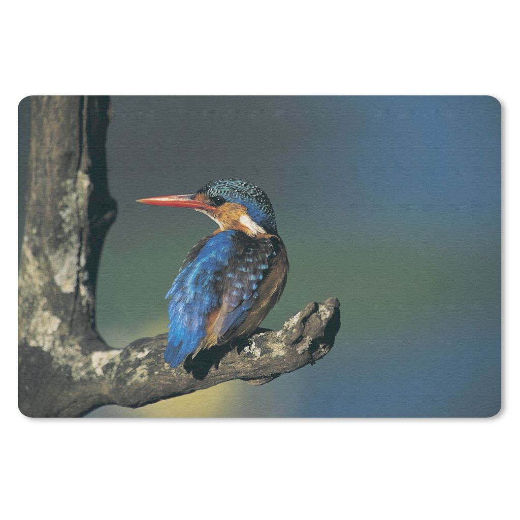 MuchoWow Schreibtischunterlage Eisvogel - Tier - Farbenfroh 60x40 cm - XXL Mauspad - Großes Mauspad