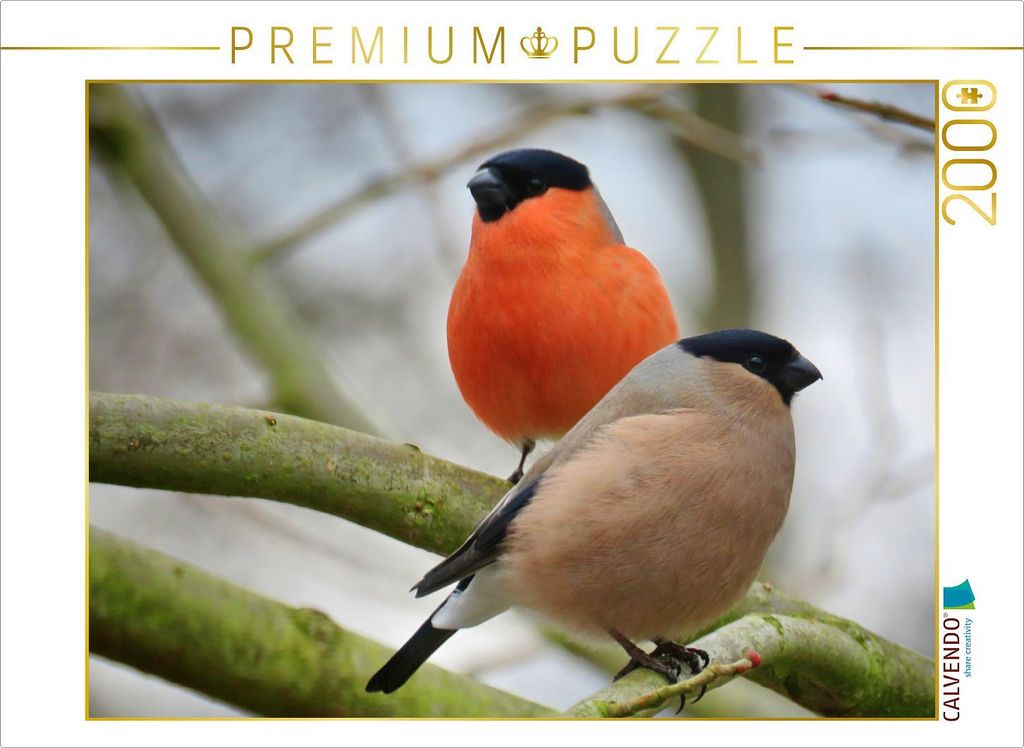 CALVENDO Puzzle Dompfaffpärchen 2000 Teile Puzzle quer | 2000 Teile Lege-Größe 90x67cm Foto-Puzzle für glückliche Stunden