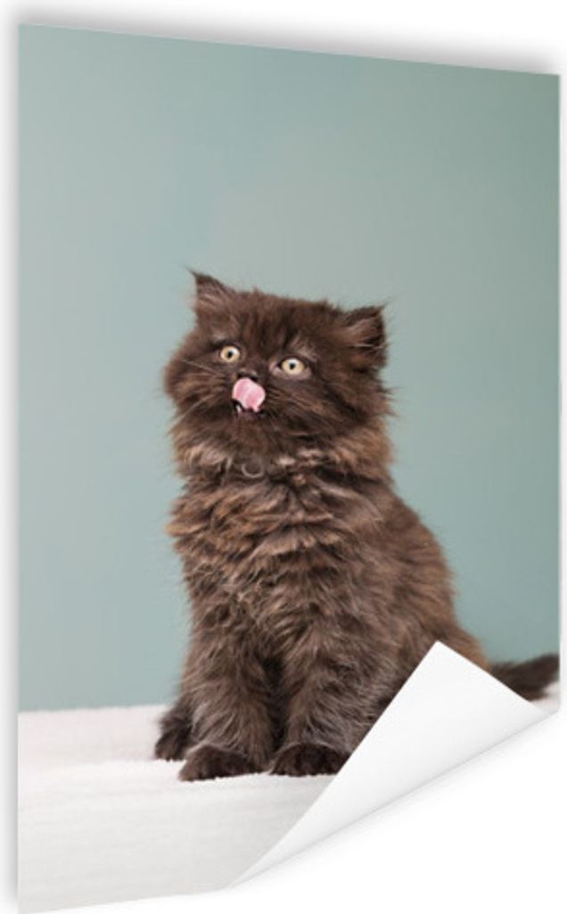 MuchoWow Poster Kätzchen - Perserkatze - Zunge - Mädchen - Kinder - Jungen - Kinder 40x60 cm - Plakate für die Wand - Poster Babyzimmer