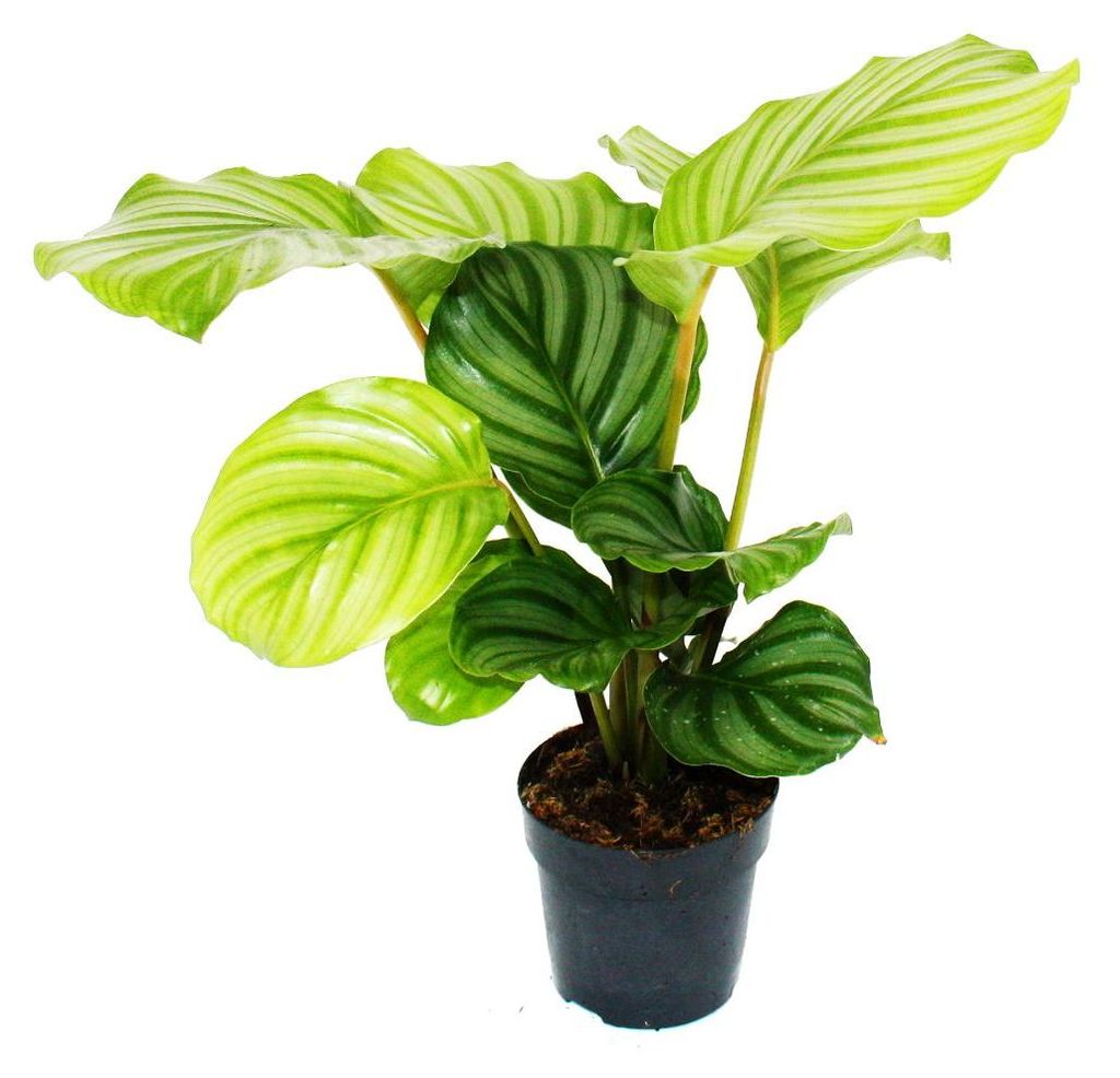 Schattenpflanze im Zebra-Look - Calathea orbifolia - 12cm Produktbild 