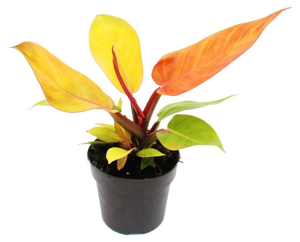 Filodendron Prince of Orange – oranžový milovník stromů – Obrázek produktu 