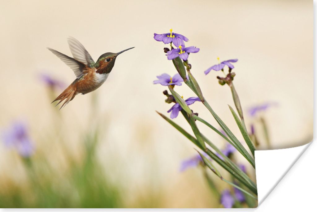 MuchoWow Poster Vogel - Kolibri - Blumen - Lila 90x60 cm - Schlafzimmer